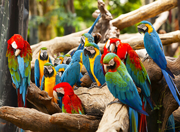 باغ پرندگان مالزی ( Kuala Lumpur Bird Park )
